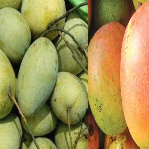 Fajli-aam-300x300 Fozli Mango