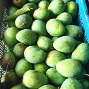 গোপালভোগ_আম-300x300 Gopalbhog Mango